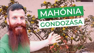 Kerti mahónia metszése - gondozása, avagy tényleg közönséges?