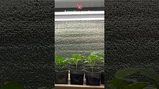Strong seedlings will grow under such lamps #seedlings #lamps #grow #cultivation
