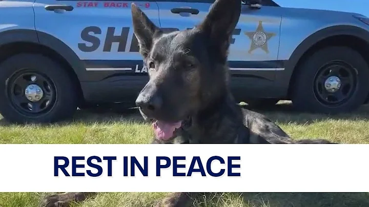 Beloved K9 Dax passes away just days after official retirement ceremony