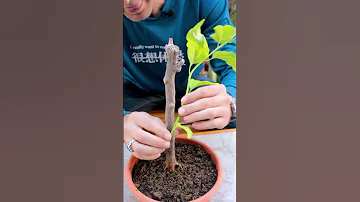تشكيل شجرة الجهنمية Bougainvillea Shaping 