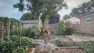 From Dawn To Dusk  A Day In The Life Of A Backyard Homesteader