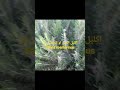 إكليل الجبل حصى البان ندى ق ر مانا أزهارها بيضاء زهرية بنفسجية زرقاء Salvia Rosmarinus إكليل الجبل حصى البان ندى ق ر مانا أزهارها بيضاء زهرية بنفسجية زرقاء Salvia Rosmarinus
