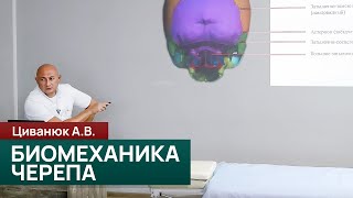 Биомеханика черепа: флексия, экстензия и дыхательная фиксация. Циванюк А.В.