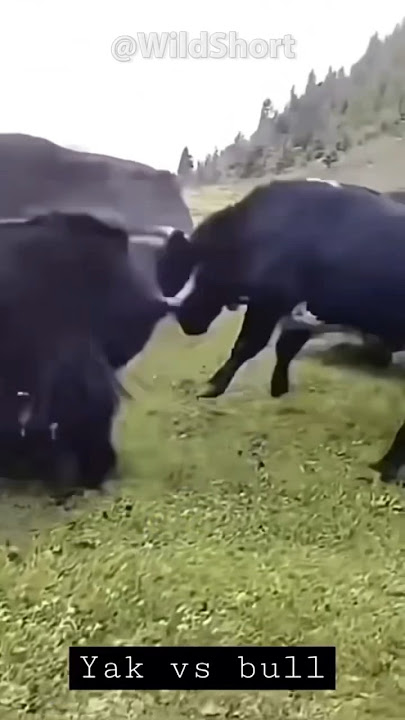 Download lagu Yak vs Bull | The biggest and most aggressive bull in the world! #yak #bull #fighting