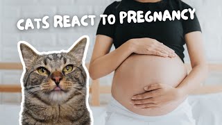 Chip & Biskit React To Pregnancy Announcement by Chip The Manx 1,565 views 2 weeks ago 1 minute, 24 seconds