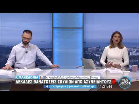 Δεκάδες θανατώσεις σκυλιών