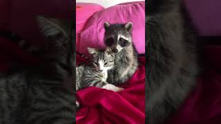 Baby Raccoon Plays With Kitten