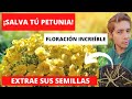 Petunias: Cuidados | Semillas | Floración Increíble | Poda | Riego.