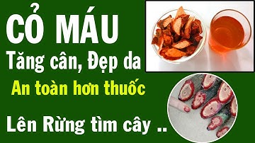 Cỏ Máu Tăng cân đẹp da, An toàn hơn thuốc, hiệu quả lâu dài - vào rừng tìm cỏ máu