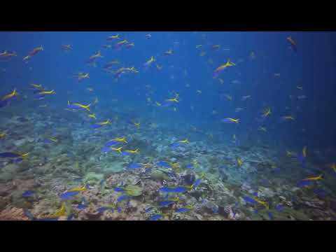 A murmuration of fishes