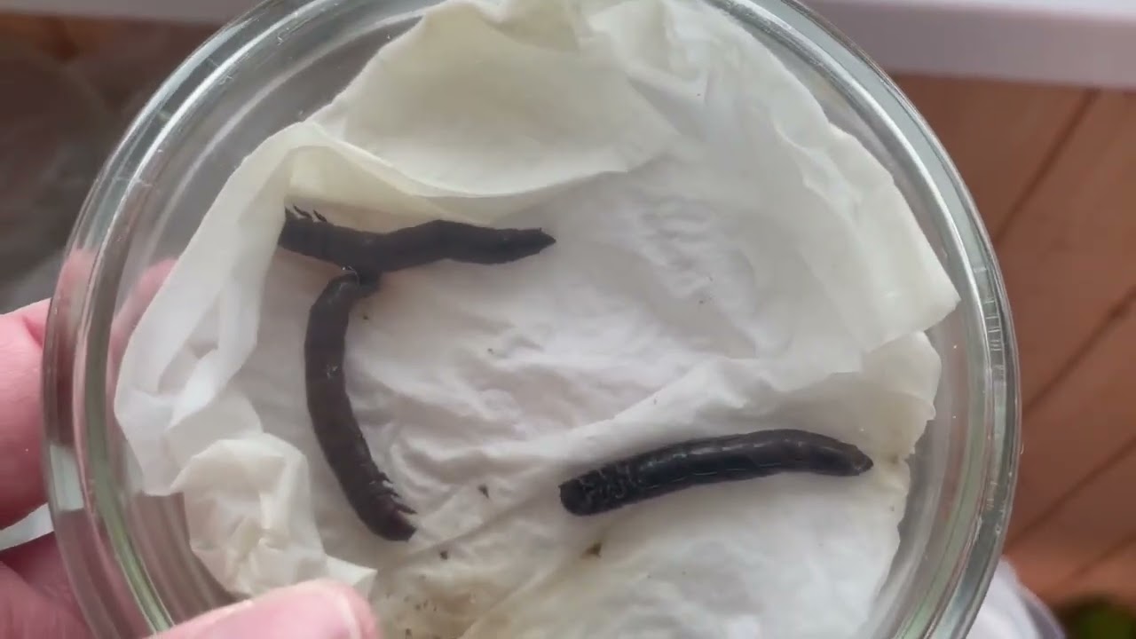 Действие метаризии на личинок жуков.