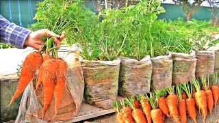 How to grow carrots in plastic bags