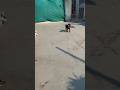 #Doberman morning walk#dog activity #