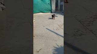 #Doberman morning walk#dog activity #