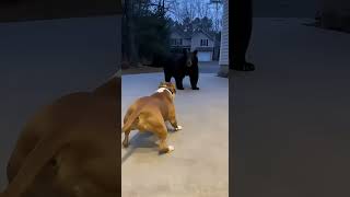 Pitbull Vs Bear The Fight No One Expected