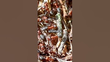The Exploding Ant – Nature’s Suicide Bomber 🐜 💥 #weirdnature #facts #amazingfacts