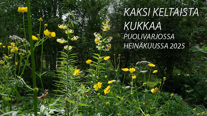Kaksi harvinaisempaa keltaista kukkaa heinäkuun alkupuolella