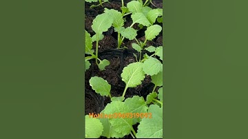 Cải bốn mùa và cải thảo hàn quốc #garden