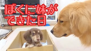 ミニチュアダックスフンドの子犬（仔犬）をお迎えしました。お迎え初日、先住犬のゴールデンレトリバーのクッキーと初対面。先住犬の反応がすごい！