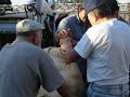 La Carneada de Danieli en Imagenes