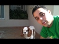 Play com os meus cães