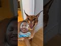 Elijah looks caracal pumba floppa #wenda #caracalpumba