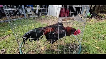 Saib qaib ncaws lauj kaub 