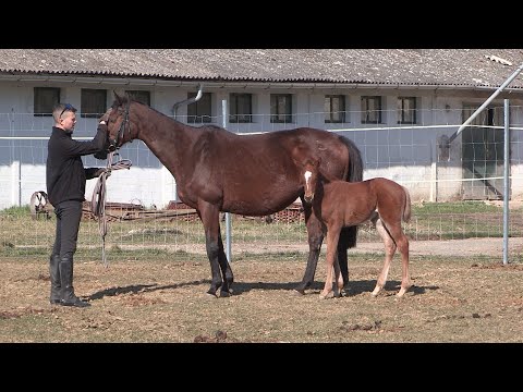 Videó: Hol zajlik a tenyésztés?