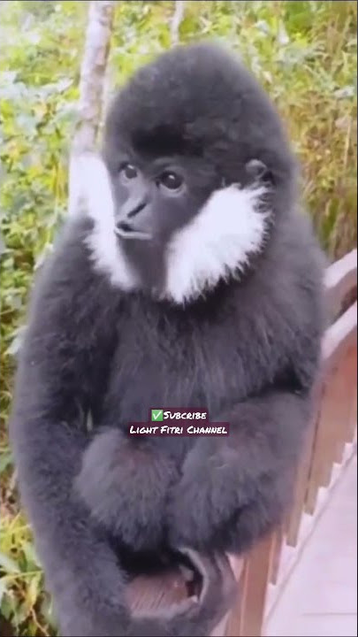 Monyet Suara Burung | Amazing Monkey