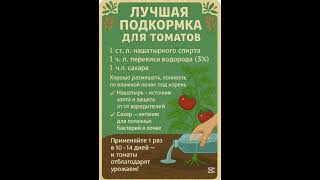 Подкормка для томатов