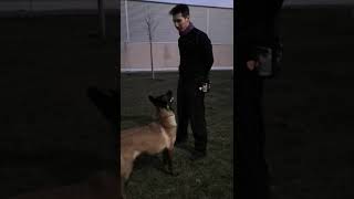 Training with Mali - Training My Belgian Shepherd Malinois - Toy Reward Challenge by Dorin - Training with Mali 419 views 2 years ago 1 minute, 52 seconds