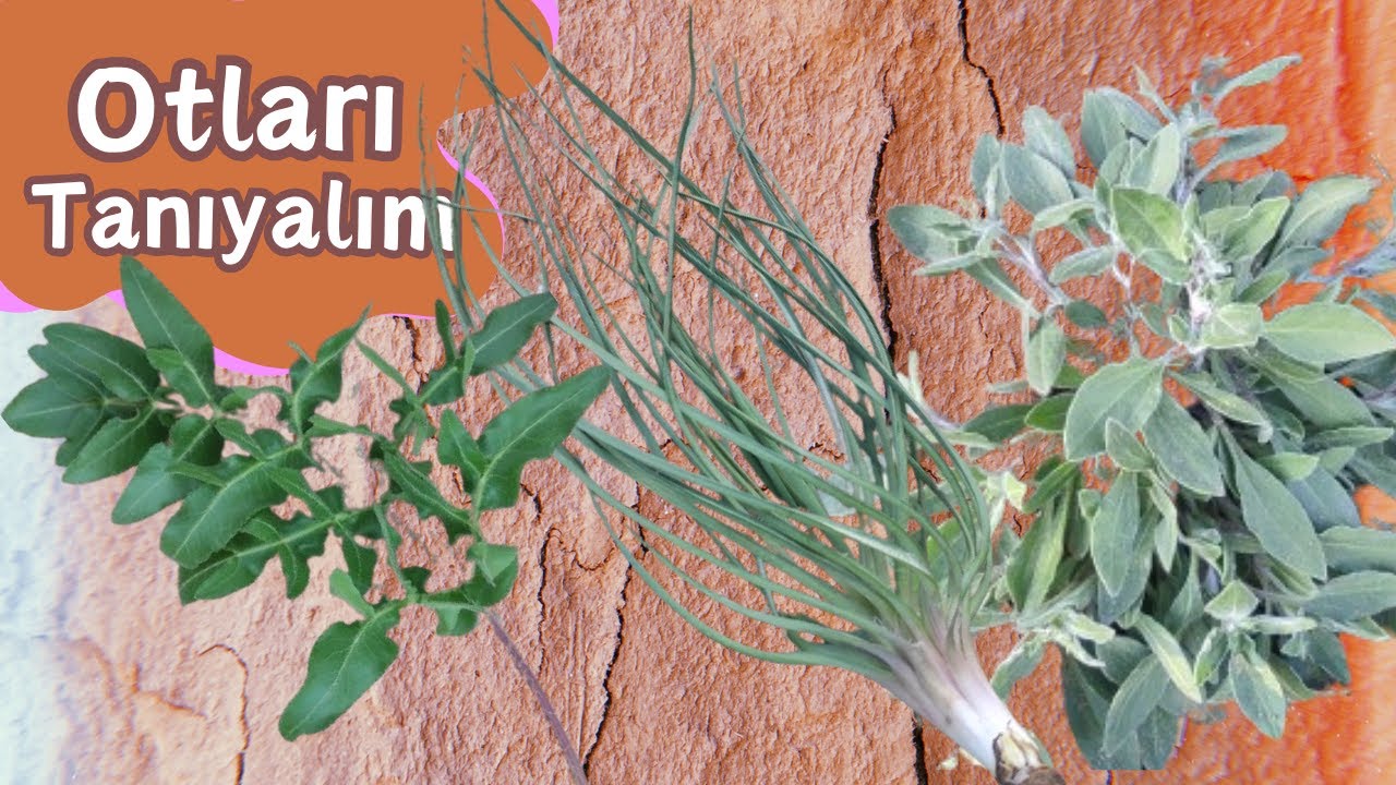 ПРОДВИЖУ ТРАВЫ ОЧЕНЬ КРУПНЫМ ПЛАНОМ -2 / Лютик, Заячье ухо, Кормовые травы