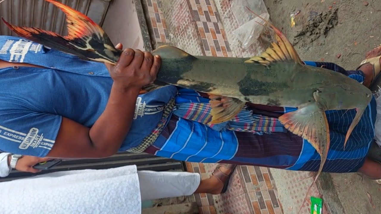 Amazing Fishing Cut Big Bagher Fish Cutting In Fish Market Devil