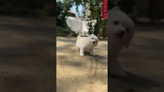 Lhasa Apso puppy dog price in Bangladesh pretty birds Katabon Dhaka shop 23