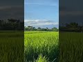 Rice Fields in Bali 🙏🏼 #shorts  #shortsvideo