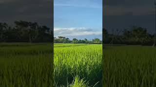 Rice Fields in Bali 🙏🏼 #shorts  #shortsvideo