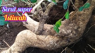 Berburu bahan bonsai serut dapat super istimewah