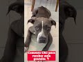 Melhor forma de ensinar a palavra não pro seu cachorro