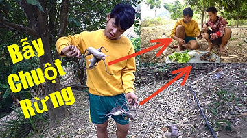 Bẫy Chuột Rừng Và Nướng Thịt Chuột Trong Rừng P2