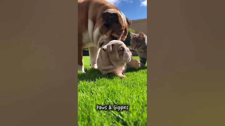 Cat Bullies the Bulldog Puppy… Until Mom Arrives 😤🐶🐱