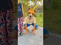 Dog 🐶 Ne Yeh kaise Kiya? 😂 #funny #comedy #youtubeshorts #shortsfeed #cutebaby #dog #viralshorts