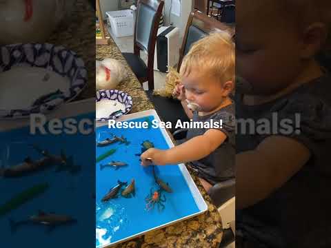 #Sea Animal Rescue