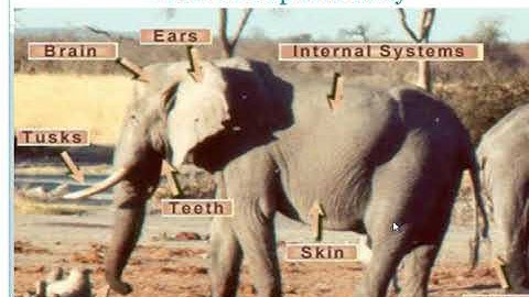 A DAY WITH NANDU CLASS 4 EVS (PART-1)