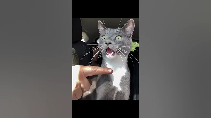 Watch the video about "The Funniest Cat on Planet 😂" || #FunnyCat #CuteCat #funny kitty #foryou #youtubeshorts #fun
