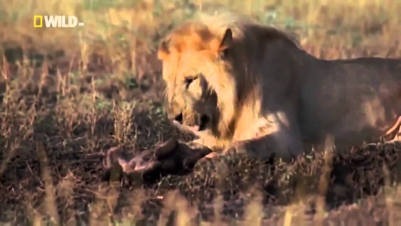 Male African Lion vs Hyenas Lions kill 4 Hyena Cubs YouTube