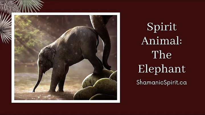 Guida spirituale degli animali - L'elefante (Animale di potere sciamanico). Simbolismo dell'elefante.