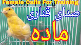 صدای قناری ماده برای مستی نر قناری | Female canary training song for male