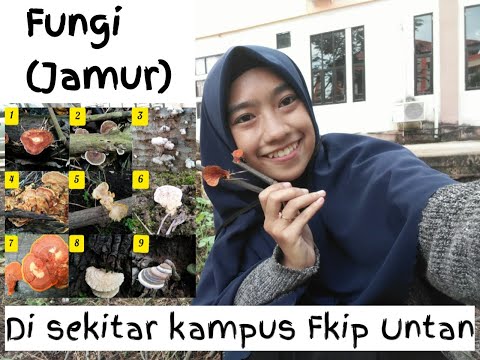 Ciri-ciri, Klasifikasi, dan Contoh spesies Fungi(Jamur) | Minati F1071181005