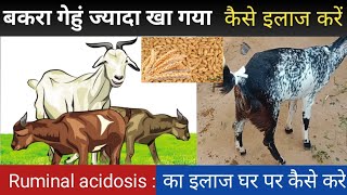 Ruminal Acidosis in Goats l बकरा गेहूं ज्यादा खा गया क्या इलाज करे l Fayeem vlogs