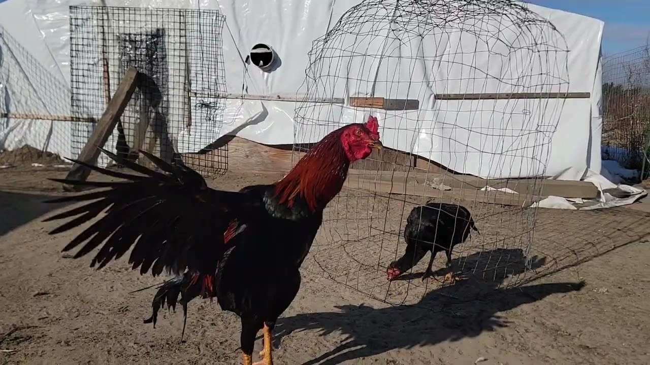 Qaib brother ns sister...